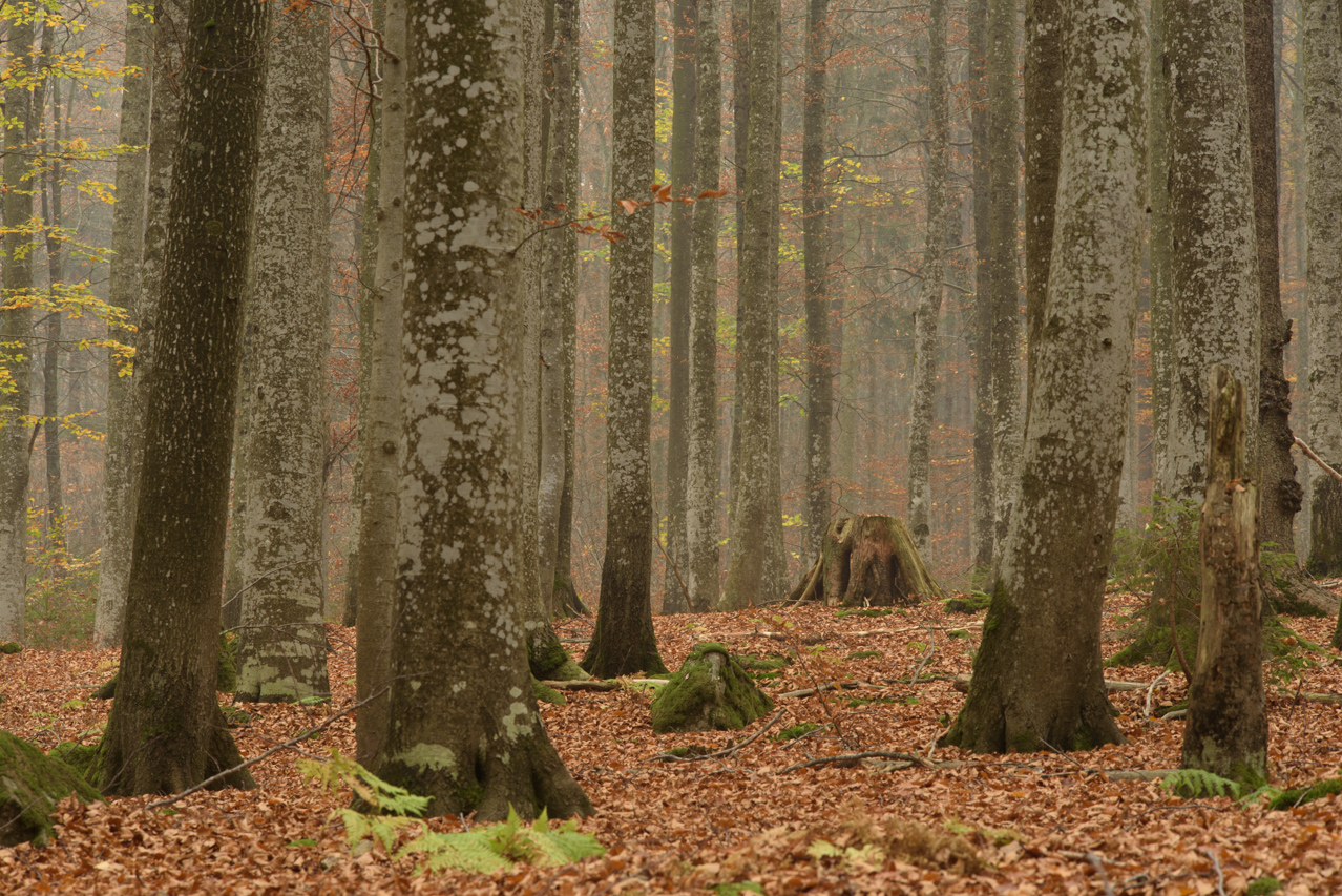 Ohne Eingriffe des Menschen wäre Mitteleuropa ein weitläufiger Buchenwald. Nationalpark Bayerischer Wald, Deutschland