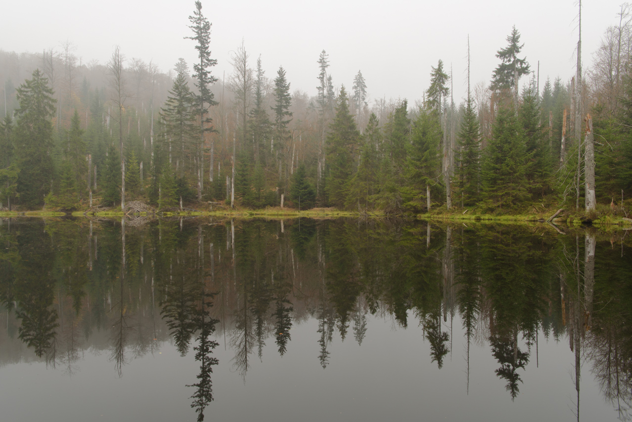 Im Spiegel des Waldsees erkennt man trotz Nebel die entstandene Vielfalt. Nationalpark Bayerischer Wald, Deutschland