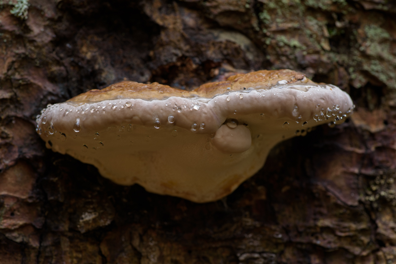 Wassertropfen perlen vom Glänzenden Lackporling ab. Er befällt hauptsächlich den Stamm und Stammfuß. Nationalpark Bayerischer Wald, Deutschland