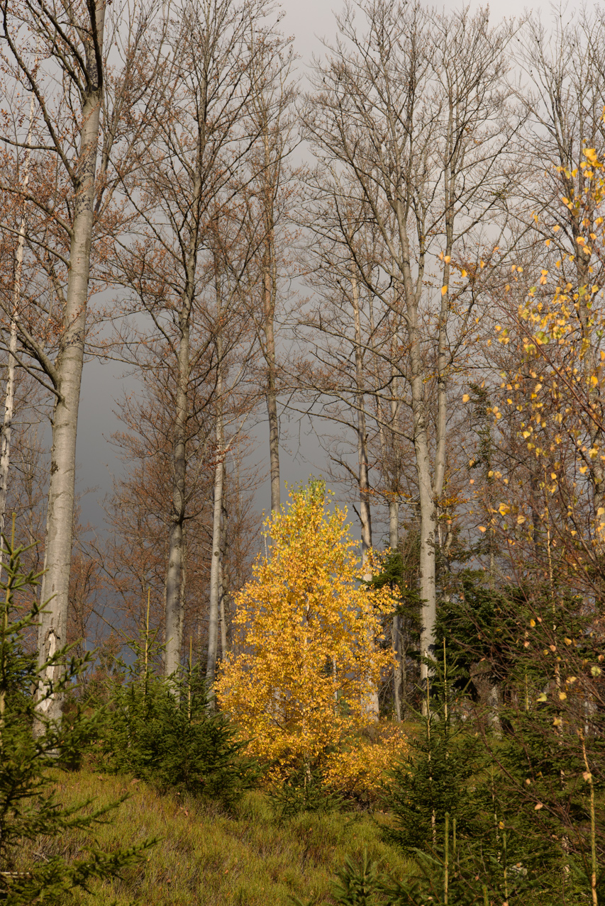 Ein gelber Farbtupfer erzeugt die Birke zwischen den kahlen Buchen und den grünen Nadelbäumen. Diese bunte Vielfalt kann man besonders gut im Herbst sehen. Nationalpark Bayerischer Wald, Deutschland