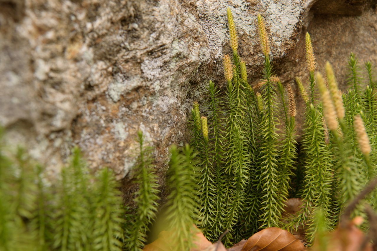 Farne, dazu gehört auch dieser sprossender Bärlapp, gibt es schon seit Millionen von Jahren. Beeindruckend, was diese Pflanze schon alles mitgemacht hat. Nationalpark Bayerischer Wald, Deutschland