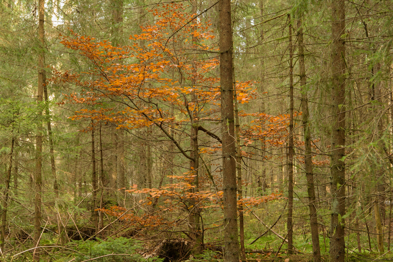Vor allem im Herbst bilden die Laubbäume bunte Flecken im Nadelwald. Nationalpark Bayerischer Wald, Deutschland