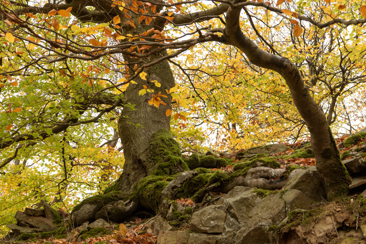 An den steinigen, trockenen Hängen wachsen die Bäume sehr langsam und bilden skurile, knorrige Stämme. Nationalpark Kellerwald-Edersee, Deutschland