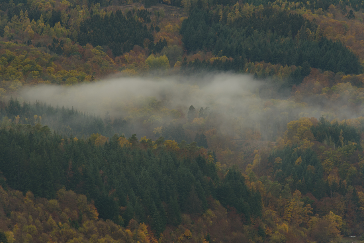Weil Bäume Wasser verdunsten, ist es in ihrer Nähe meist kühler als in Städten. Nationalpark Kellerwald-Edersee, Deutschland