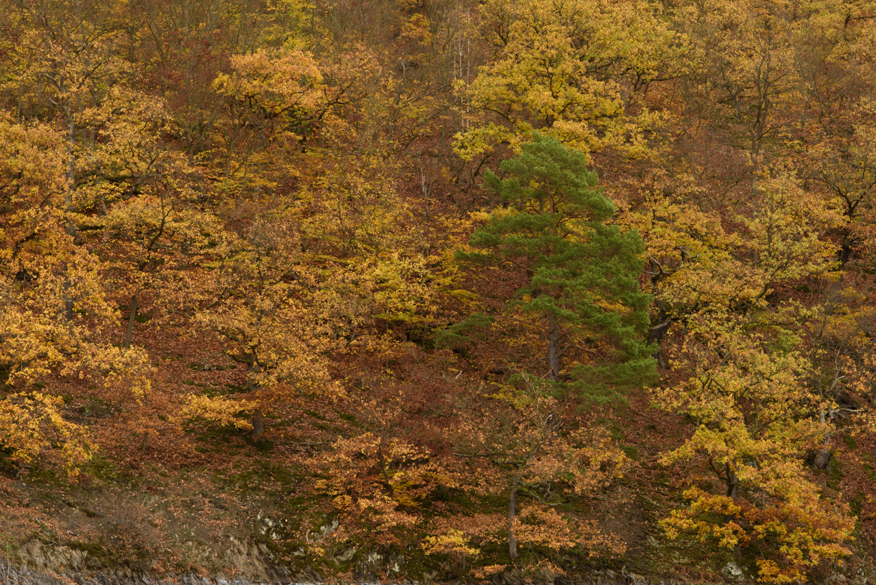 Ab einer bestimmten Höhenlage mischt sich auch der Nadelbaum unter die Laubbäume. Nationalpark Kellerwald-Edersee, Deutschland