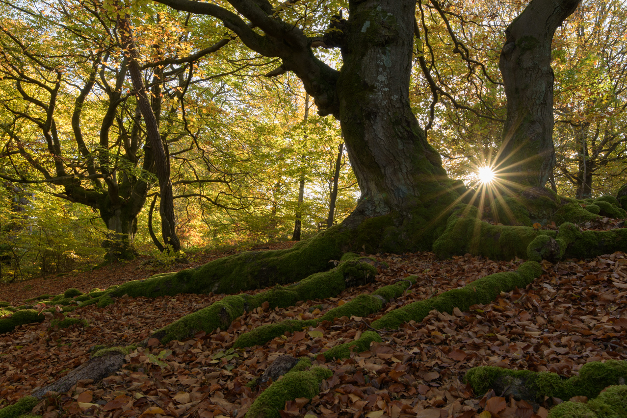 Sonnenstrahlen luken zwischen den knorrigen alten Hutebuchen durch. Der Hutewald diente der früheren Landwirtschaft als Weidewald. Nationalpark Kellerwald-Edersee, Deutschland