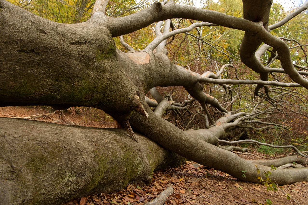 Umgefallene Bäume sind keine Seltenheit in naturbelassenen Waldstücken. Sababurg-Urwald, Deutschland