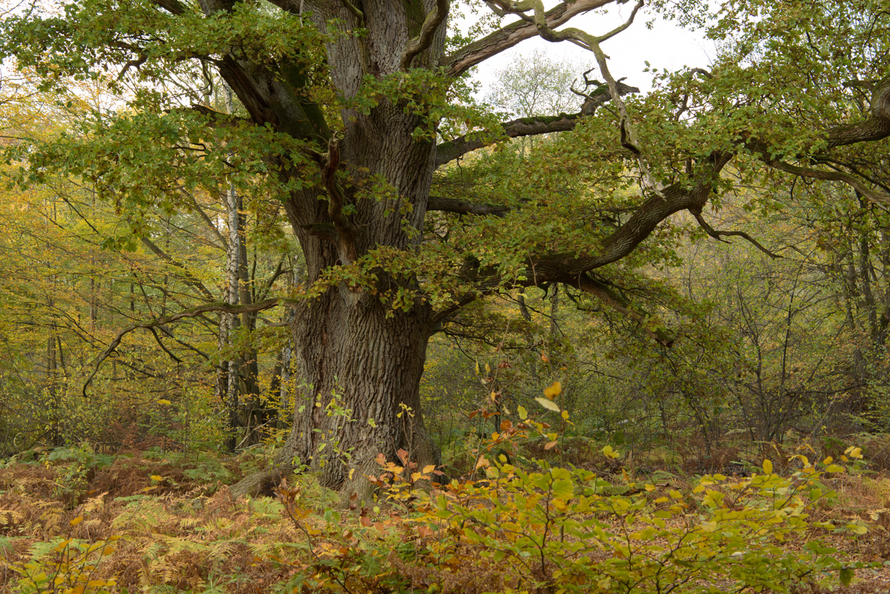 Auch wenn der Sababurg-Urwald kaum etwas mit einem echten Urwald zu tun hat, sind die alten Eichen beeindruckende Zeugen und Überreste der Waldweide. Sababurg-Urwald, Deutschland