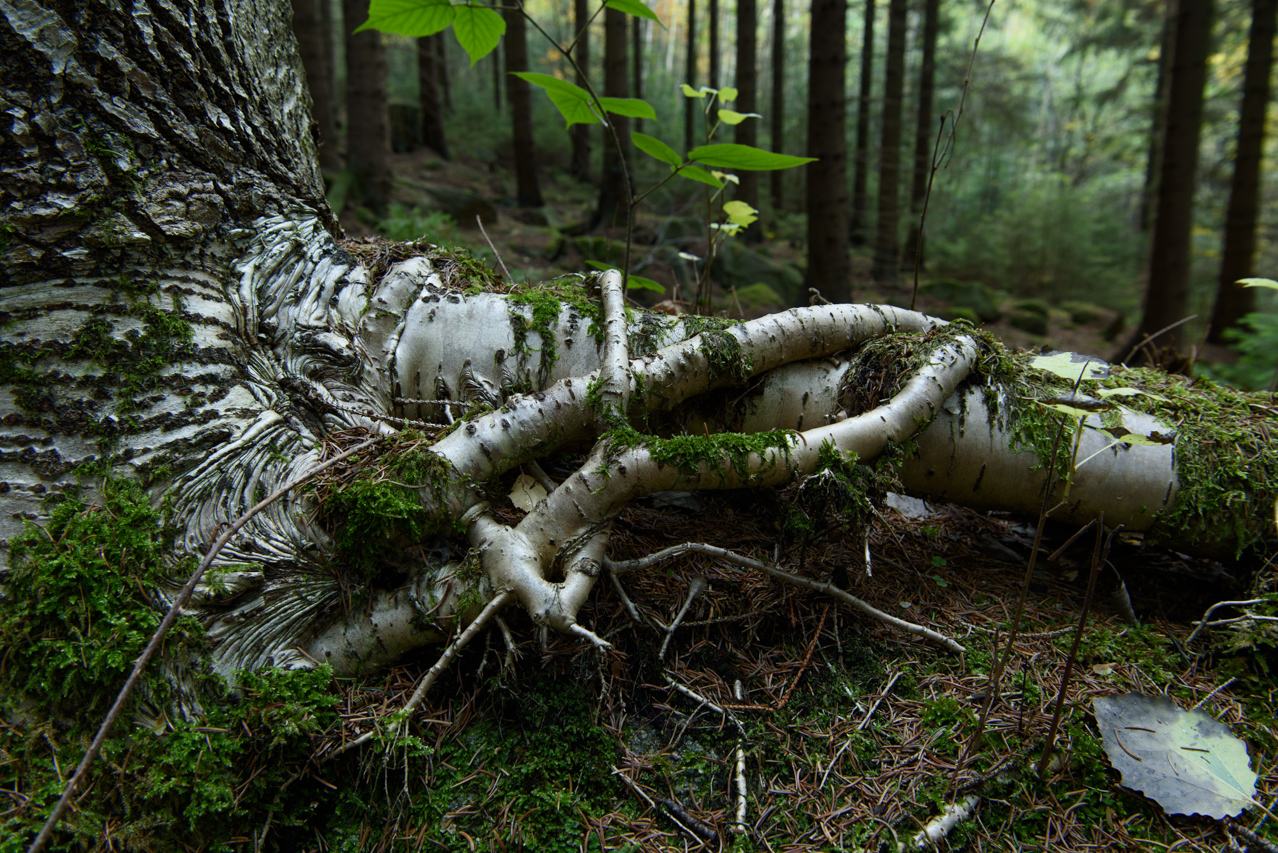 Im Harz wurden die Wälder maßgeblich von Bergbau- und Hüttenwesen geprägt, die heute noch sichtbar sind. Nationlalpark Harz, Deutschland