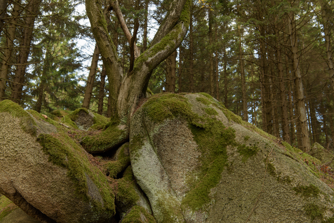 Fels und Wurzel scheinen hier zu einer Einheit zu verschmelzen. Bäume in steinigem Terrain müssen sich etwas einfallen lassen um an die Nährstoffe im Boden zu gelangen. Nationlalpark Harz, Deutschland