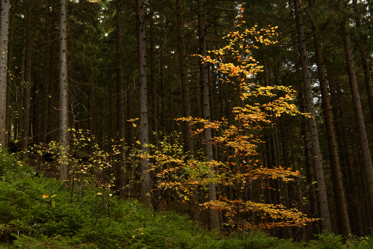 Mit geziehlten Eingriffen sollen dunkle, geschlossene Fichtenforste aufgelockert werden, damit das notwendige Licht zum Wachstum der kleinen Buchen durchdringen kann. Nationlalpark Harz, Deutschland