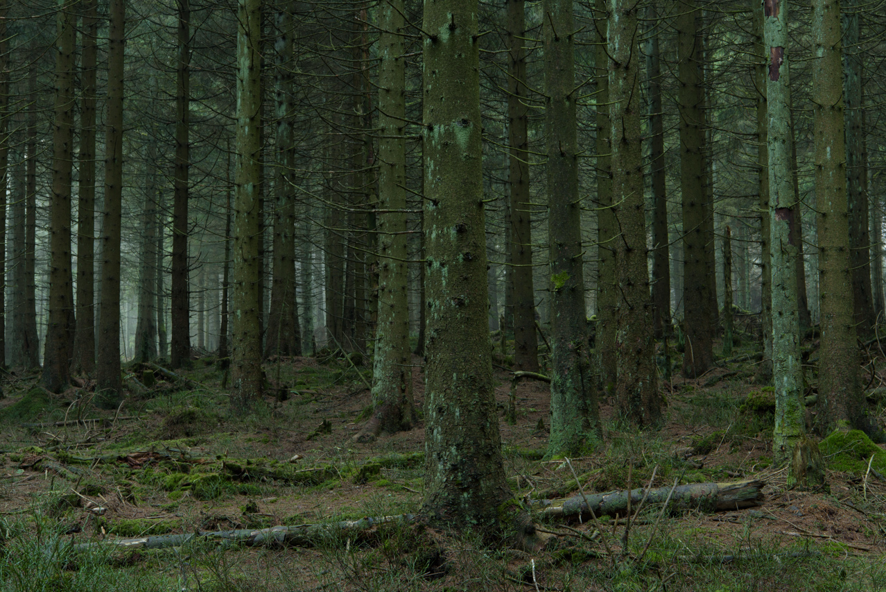 Die Undurchdringlichkeit des Waldes am Fuße des Brocken, lassen tatsächlich noch an die sagenumwobenen Geschichten von Hexen und Trollen glauben. Nationalpark Harz, Deutschland