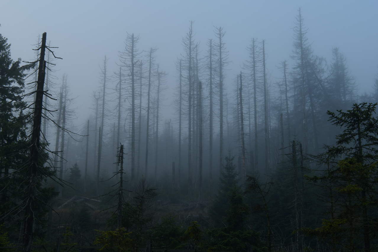 Unzählige graue Baumskelette ragen in den Himmel. Der Wald scheint tot zu sein und doch ist er lebendiger als zuvor. Nationalpark Harz, Deutschland