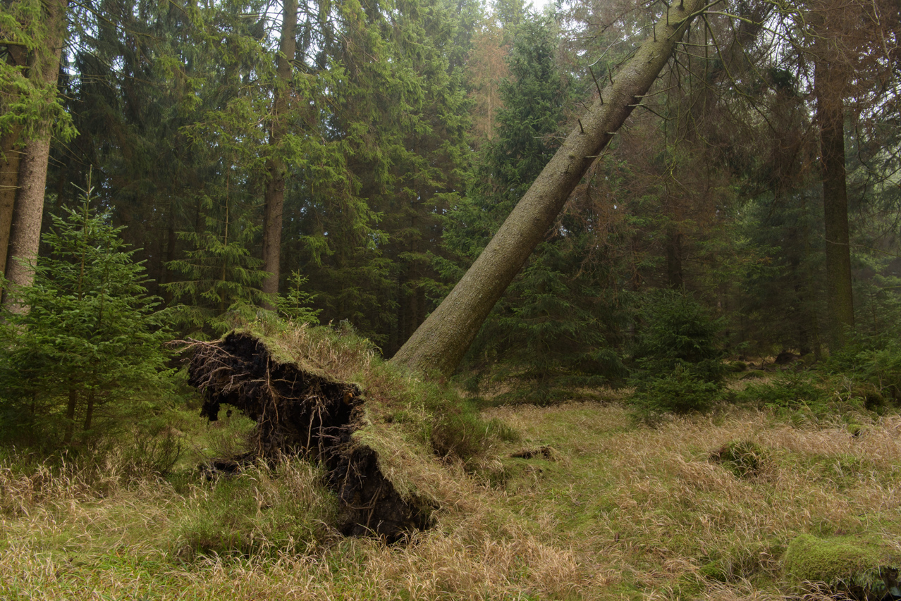 Geschwächte Bäume halten den Stürmen nicht stand und räumen das Feld für die folgende, robustere Generation. Nationalpark Harz, Deutschland