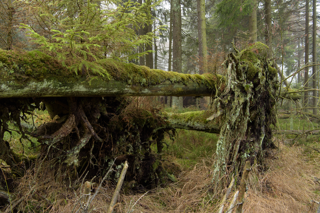 Von Moos überwucherndes Totholz säumen die Waldwege des Harzes. Nationalpark Harz, Deutschland
