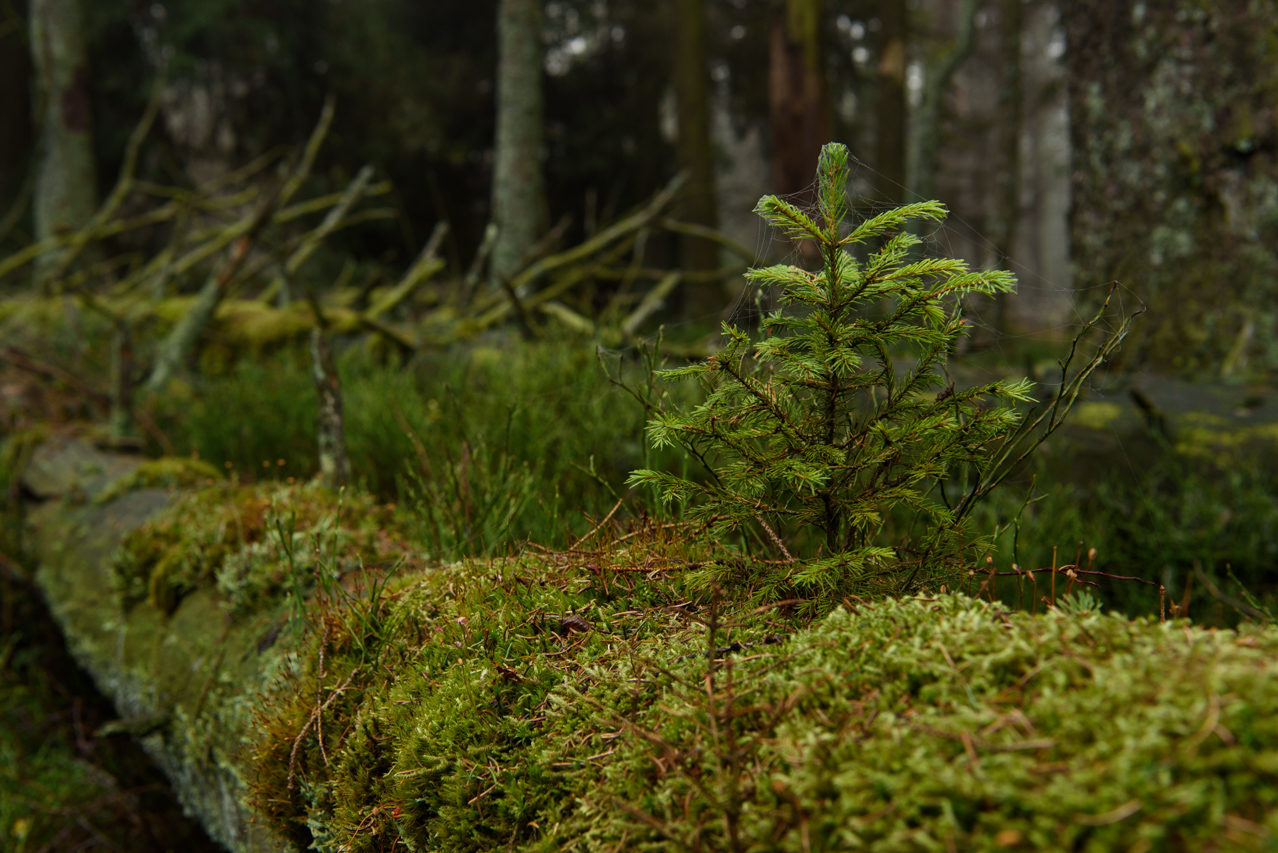 Die Sämlinge der Fichte wachsen gern direkt auf den morschen Stämmen liegender Bäume. Nationalpark Harz, Deutschland