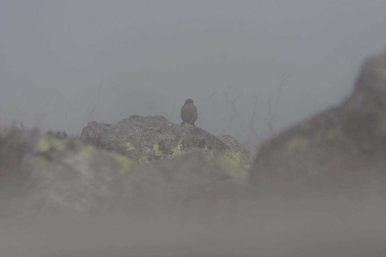 Über dreihundert Tagen im Jahr verschwindet der Brockengipfel zeitweise im Nebel - für Stunden oder Tage. Nationalpark Harz, Deutschland