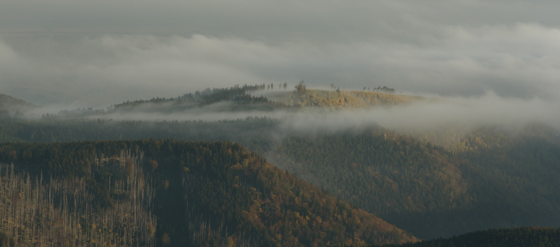 Die Gipfellagen des Harzes sind geprägt von extrem hoher Luftfeuchtigkeit und der damit verbundenen hohen Anzahl an Nebeltagen. Nationalpark Harz, Deutschland