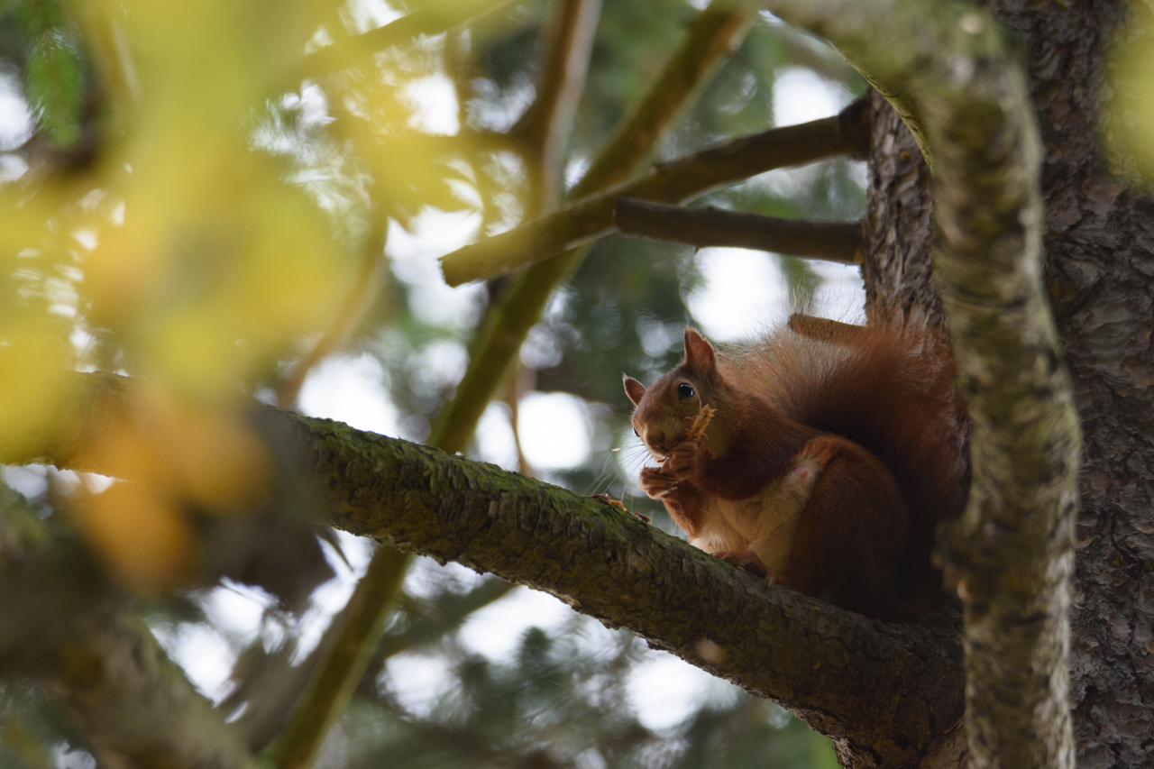 Eichhörnchen sind typische Bewohner des Waldes und ernähren sich vor allem von Nüssen und Sämereinen. Nationalpark Harz, Deutschland