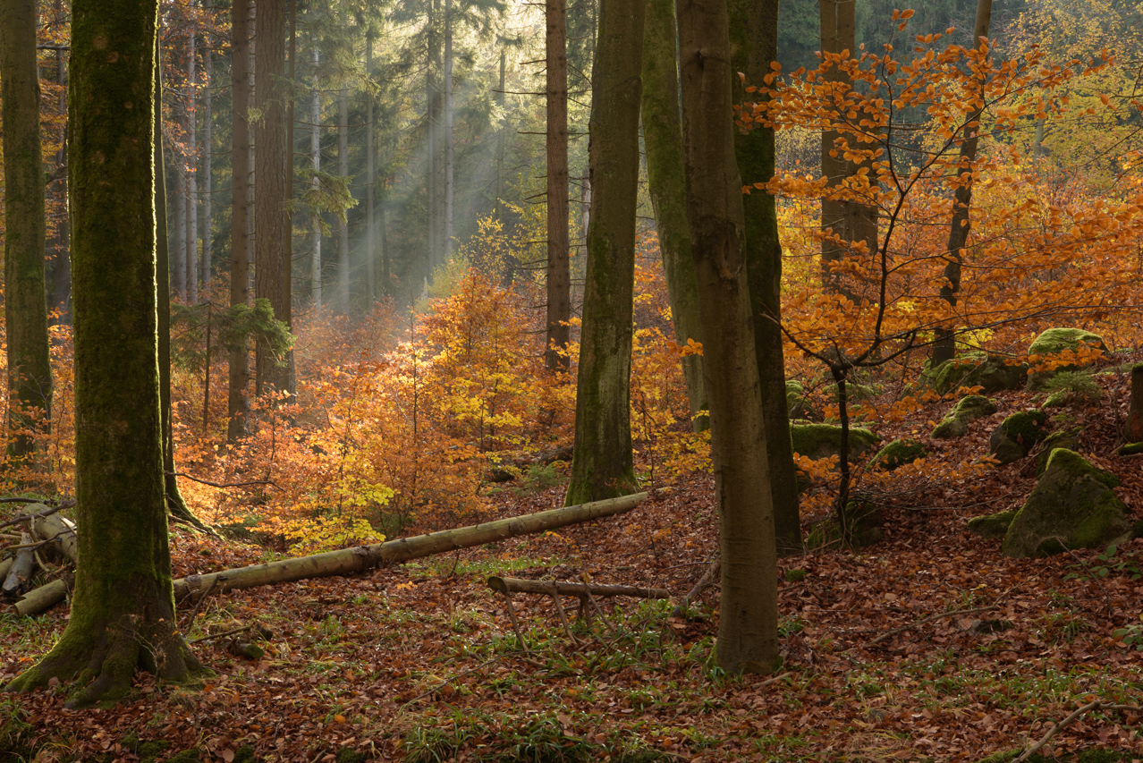 Sonnenstrahlen werfen durch eine Lücke im Nadelwald ihr Licht auf die kleinen Buchenbäumchen. Ilsetal, Nationalpark Harz, Deutschland