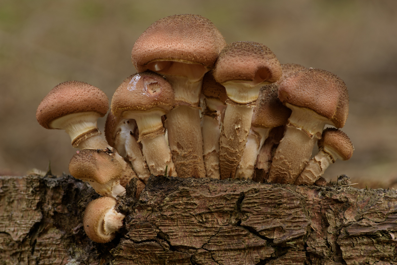 Dieser Pilz entspringt aus der Spalte zwischen Rinde und Holz. Nationalpark Harz, Deutschland