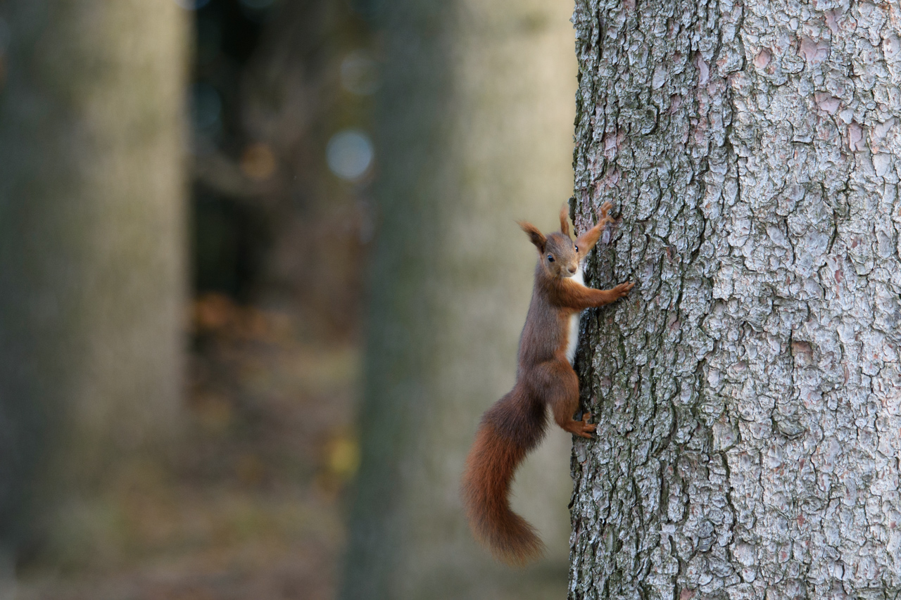 Das Eichhörnchen braucht sich hier keine Sorgen um seine Wintervorräte machen. Nationalpark Harz, Deutschland