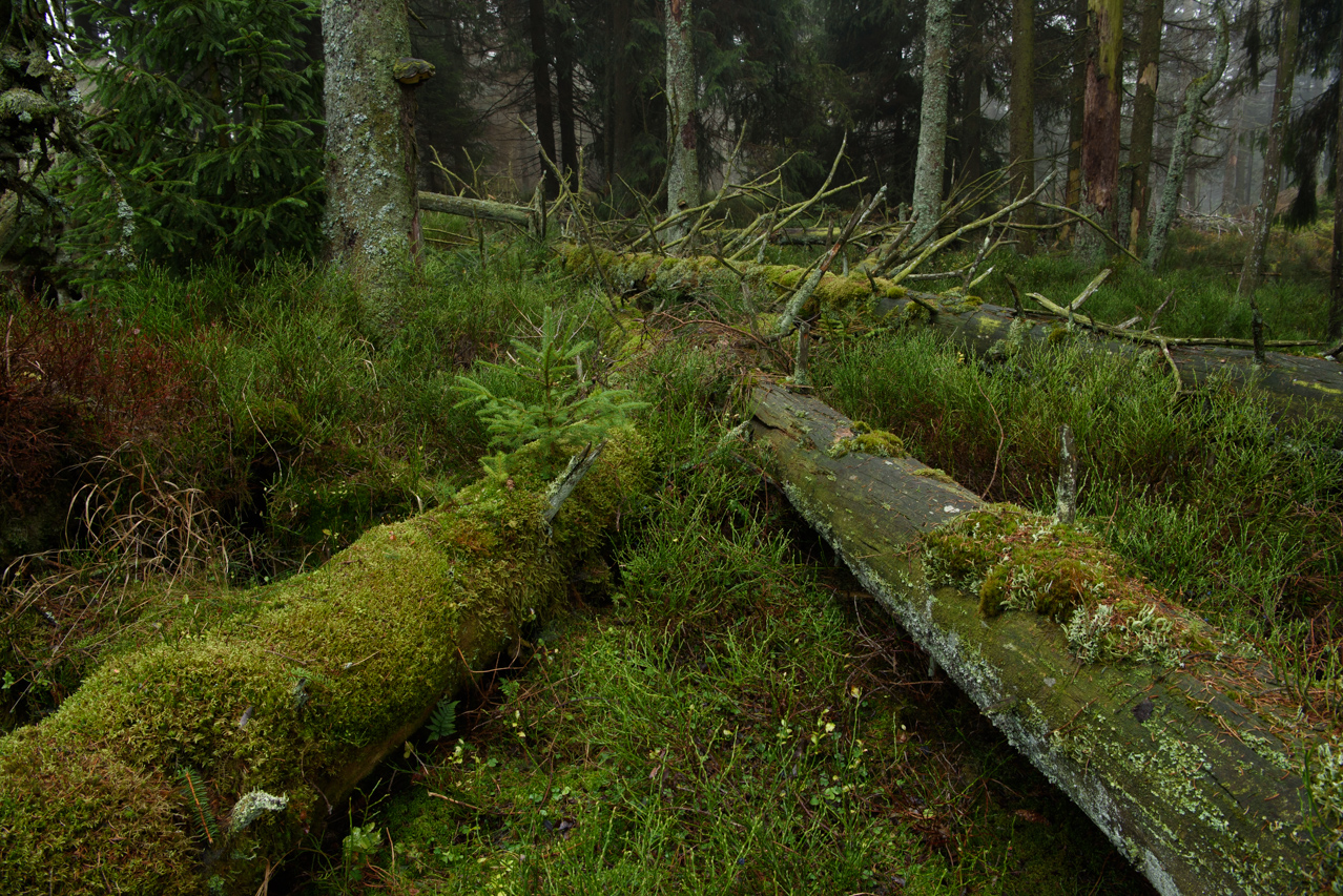 In einem wilden Wald sind Leben und Sterben eng miteinander verbunden. Nationalpark Harz, Deutschland