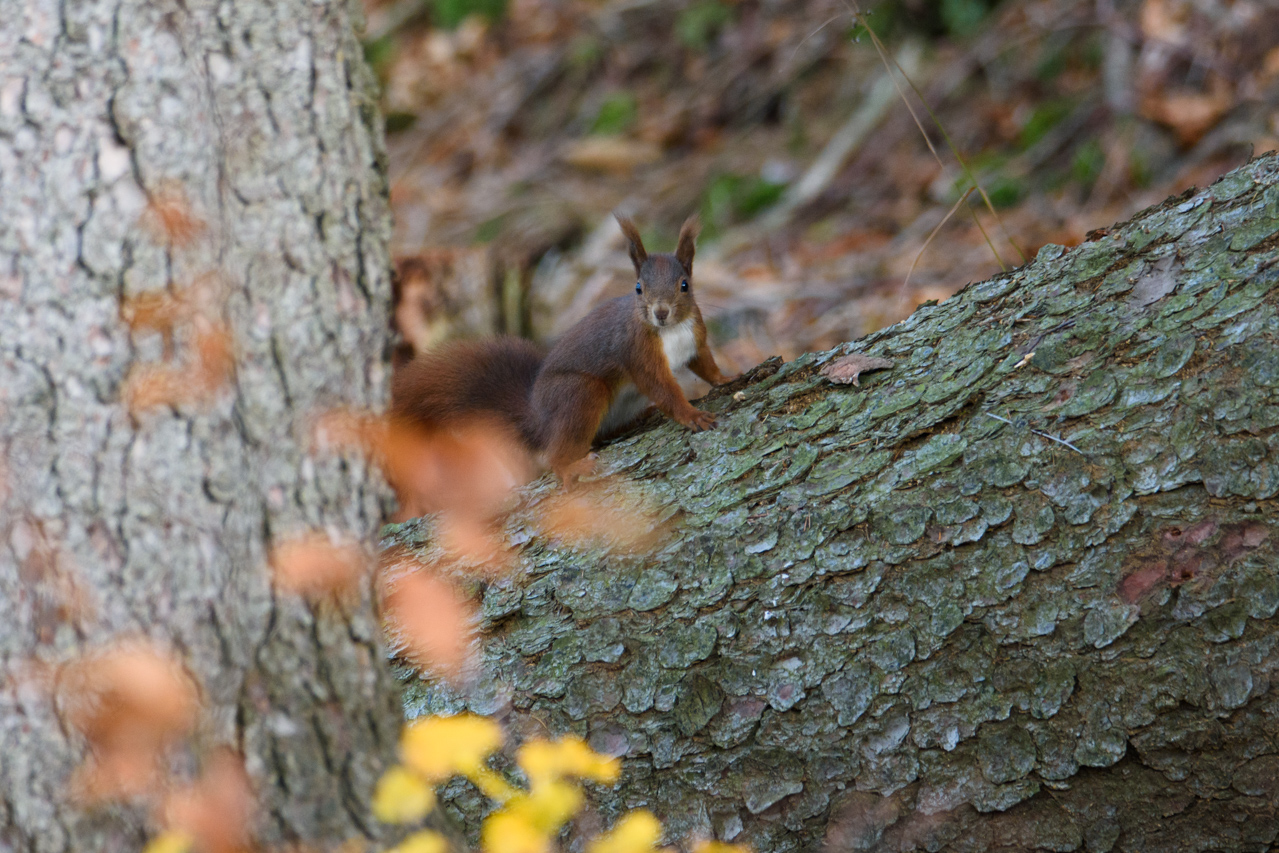Eichhörnchen werden in jedem Park gesichtet, aber in der Natur sind sie scheu und flüchten bei jedem Anzeichen von Gefahr, Nationalpark Harz, Deutschland