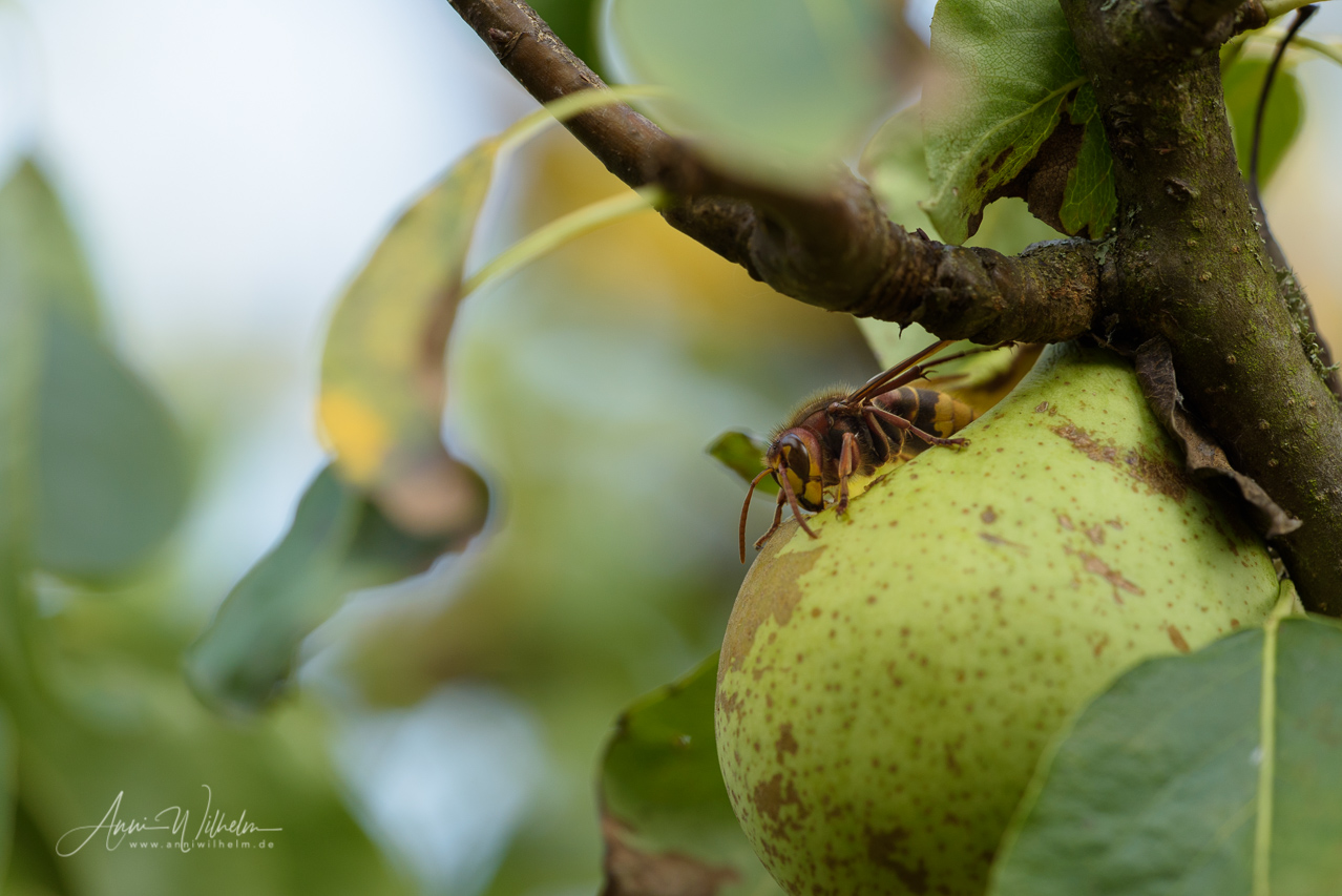 Mit ihren Mundwerkzeugen können Hornissen problemlos die feste Schale von Birnen und Äpfeln durchbeißen. Baden-Württemberg