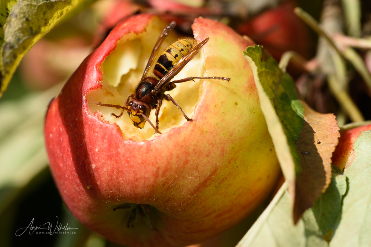 Zur Apfel Ernte finden sich auch viele Hornissen ein. Baden-Württemberg