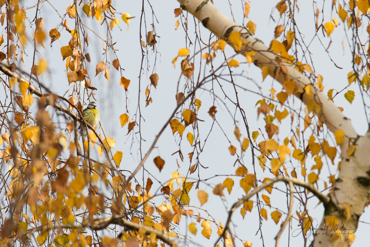Eine Blaumeise verseckt sich zwischen den Blättern der Birke, die sich im Spätherbst golden im Wind wiegen. Fränkische Schweiz