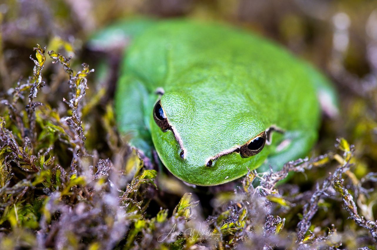 Ninja Frog. Ardèche, Frankreich