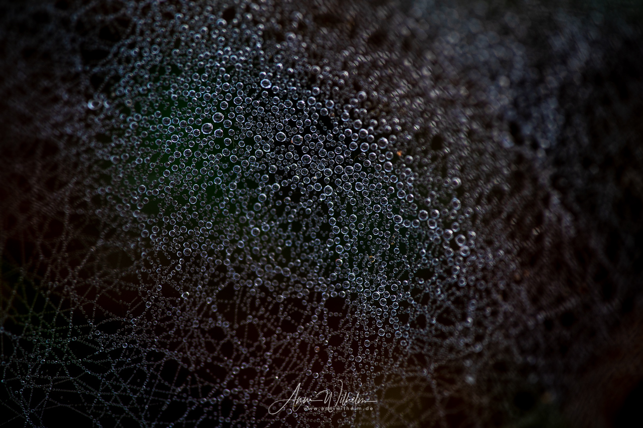 Erst durch die Wassertropfen werden die Spinnweben deutlich sichtbar. Hier ein Baldachinspinnennetz.
