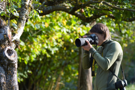 Nur knapp 1,5 m vor dem Einflugloch der Hornissen verharre ich regungslos und konzentriere mich auf den Flug der größten Faltenwespen Deutschlands. Foto: Rolf Wilhelm