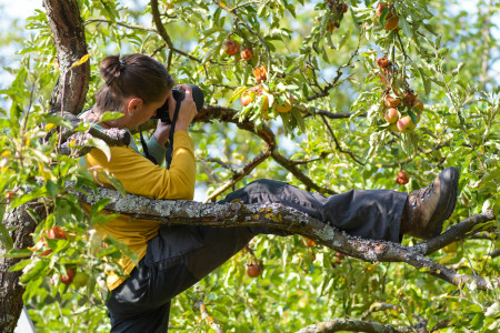 Zum Glück sind die Hornissen ein friedliebendes Volk, denn an eine schnelle Flucht ist in dieser Stellung nicht zu denken. Foto: Rolf Wilhelm